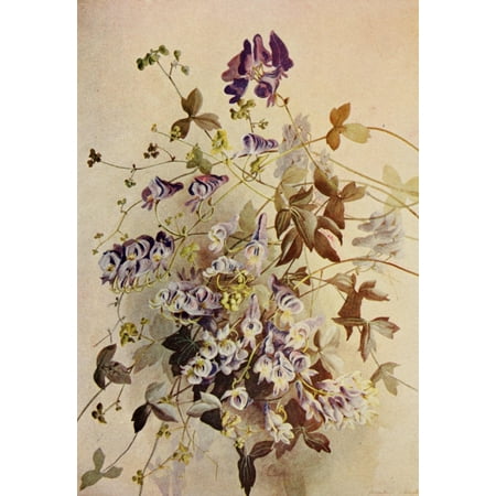 Guide to the Wild Flowers 1899 Monkshood Canvas Art - Ellis Rowan (18 x 24)