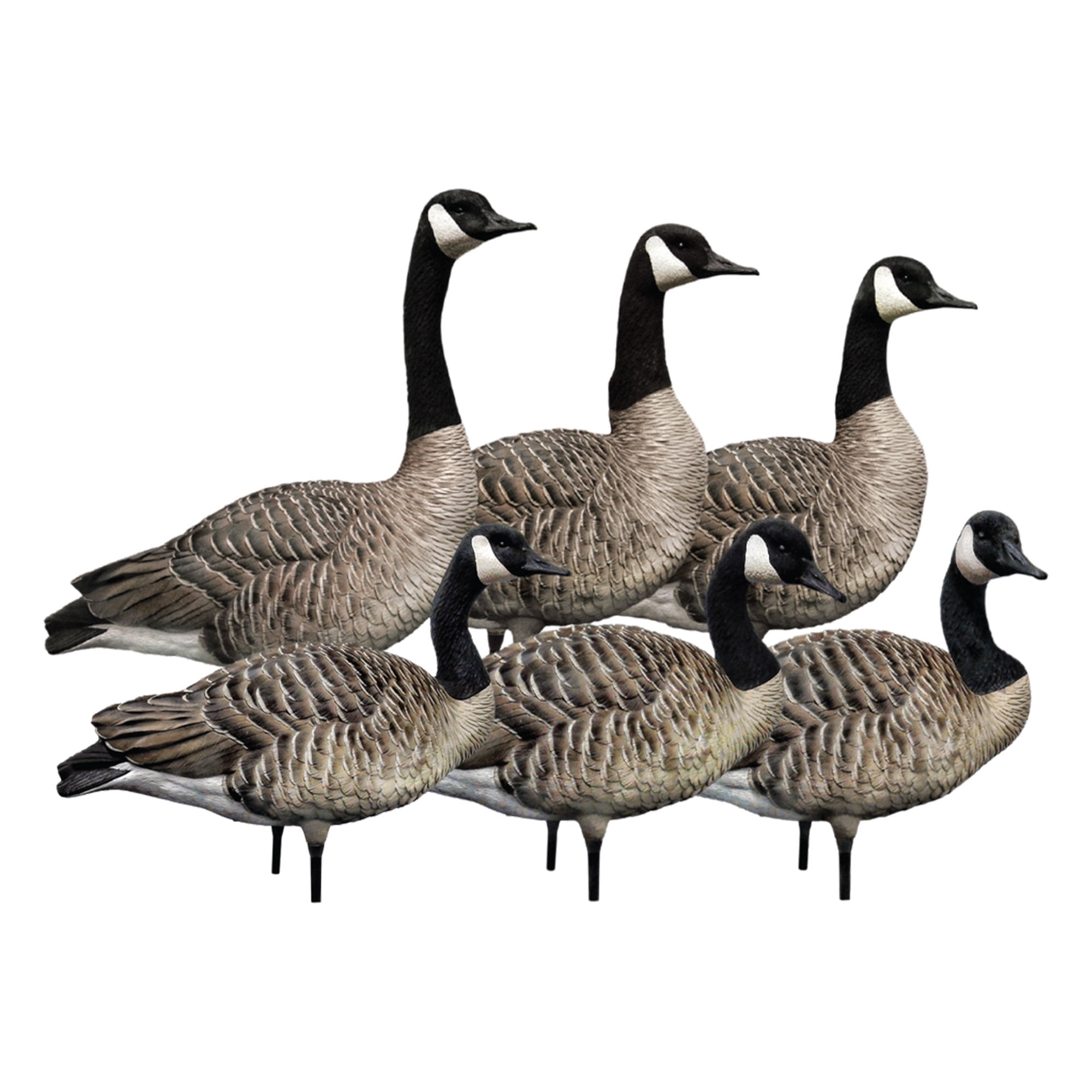 Avian X AXP 6 Piece Honker Sentry Walker Realistic Goose Hunting Decoy