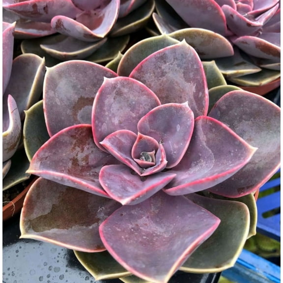 Echeveria Perle Von Nurnberg Plant Live for Planting - Pearl Of Nurnberg Plant - Purple Succulent Plant - Variegated Echeveria Perle Von Nurnberg Plant - 4 Inch Pot