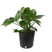Costa Farms Live Indoor 24in. Tall Green Monstera, Medium Indirect Light Plant 9.25in. Grower Pot