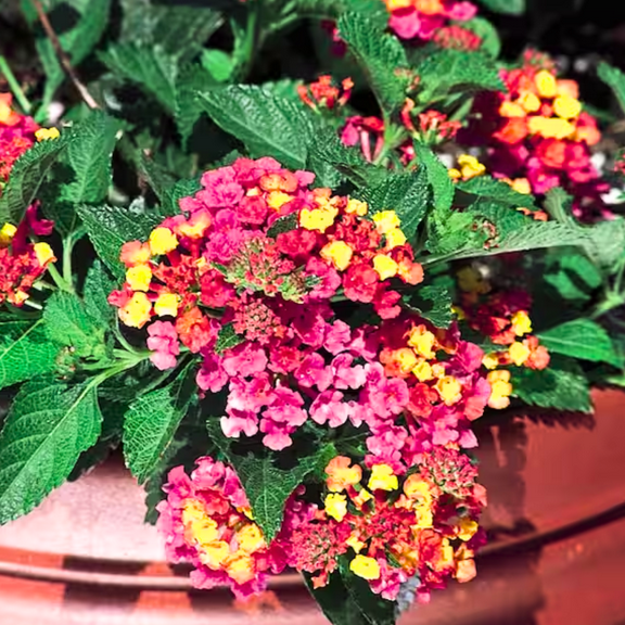 Set 4 Mix Lantana Plants Live for Planting, 4-8 Inch Height, Ornamental Lantana Live Plants Ready to Grow