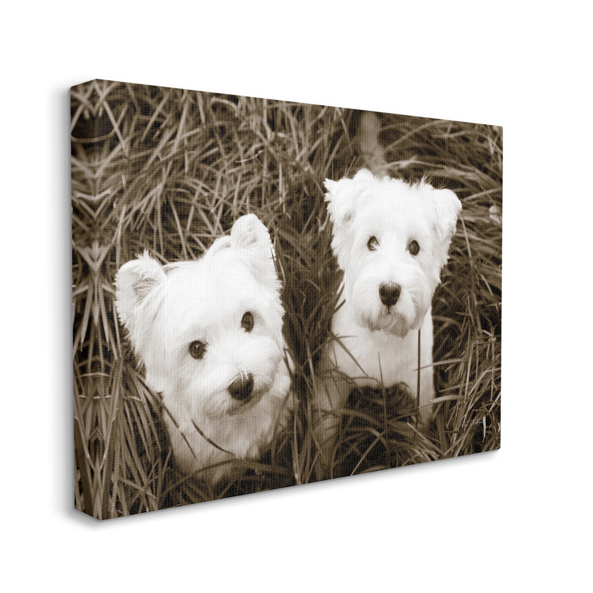 Stupell Industries White Terrier Puppies Animals & Insects Photography Gallery Wrapped Canvas Print Wall Art, 40 x 30