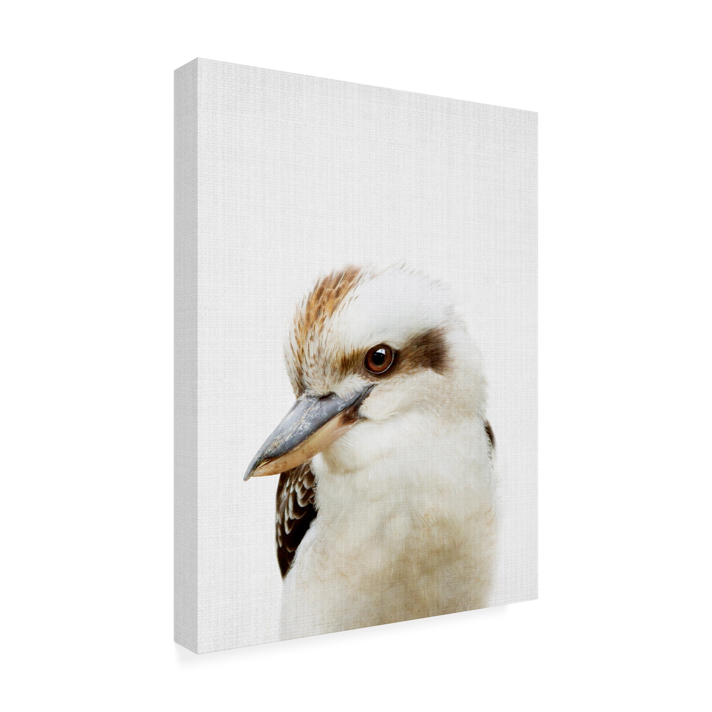 Lola Peacock 'Peekaboo Kookaburra' Canvas Art