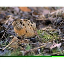 American Woodcock Bird Poster Print by Natural Selection Bill Byrne, 34 x 26 - Large