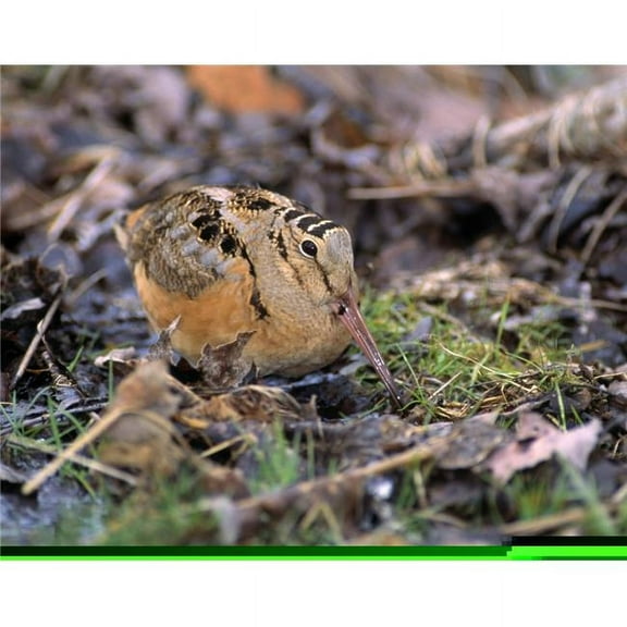American Woodcock Bird Poster Print by Natural Selection Bill Byrne, 34 x 26 - Large