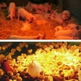 thumbnail image 2 of 300W 28℃~35℃ Intelligent Temperature Control Warm Animal Lamp Pet Heat Lamp Turtle Hamster Lizard Heating, 2 of 8