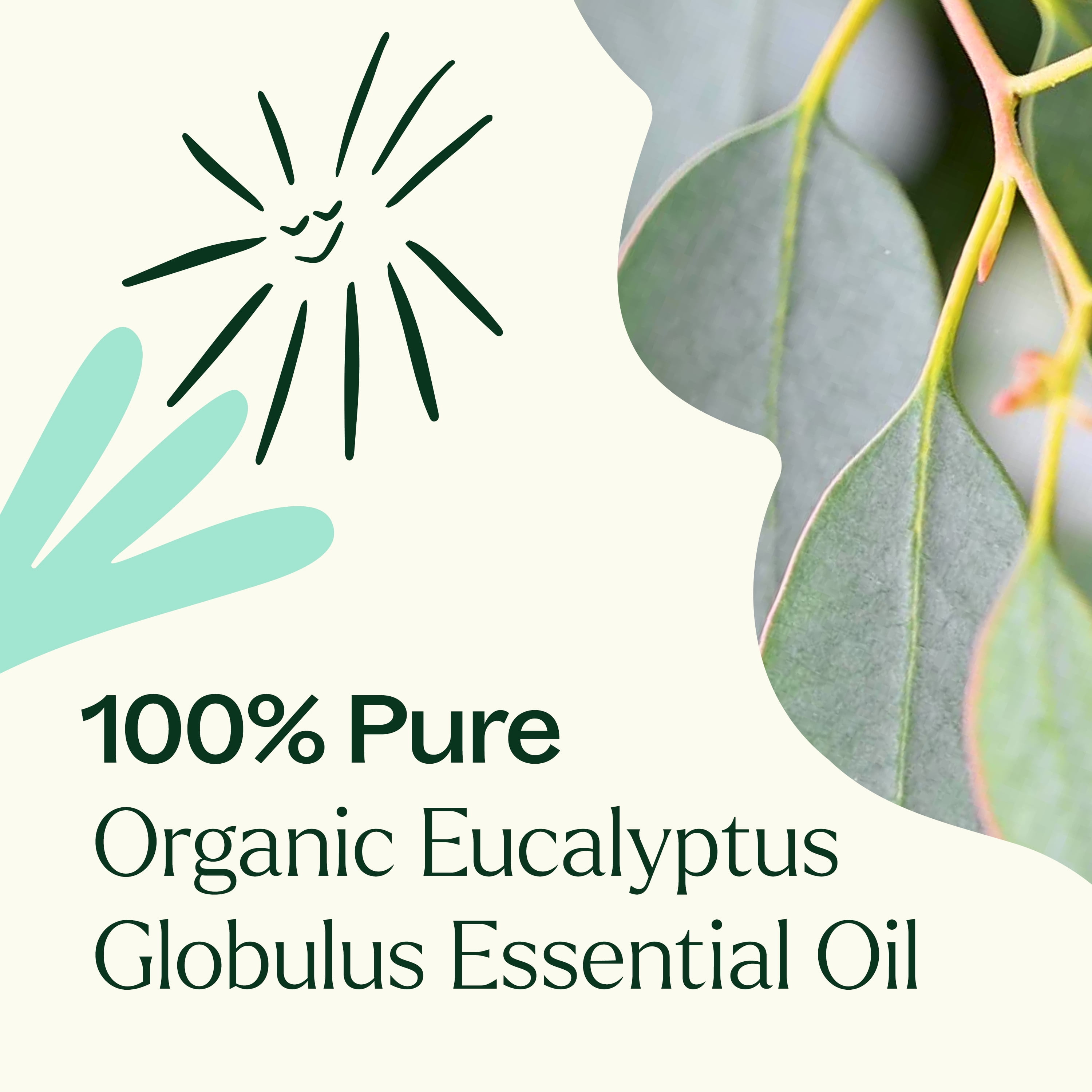 Plant Therapy Organic Eucalyptus Globulus Essential Oils 100% Pure, USDA Certified Organic, Undiluted, Natural Aromatherapy, Therapeutic Grade 100 mL (3.3 oz)