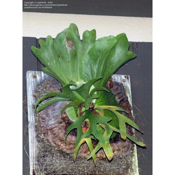 Elkhorn Fern-Assorted-Unique Indoor Plant  6" Pot