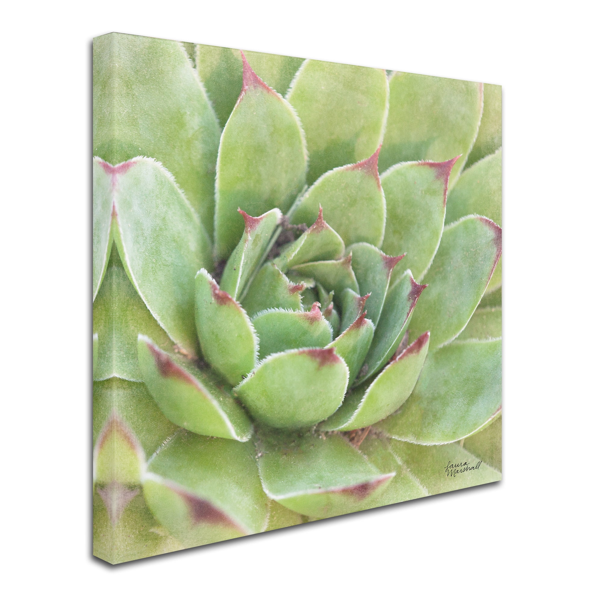 Trademark Fine Art 'Garden Succulents IV Color' Canvas Art by Laura Marshall