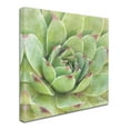 thumbnail image 2 of Trademark Fine Art 'Garden Succulents IV Color' Canvas Art by Laura Marshall, 2 of 3