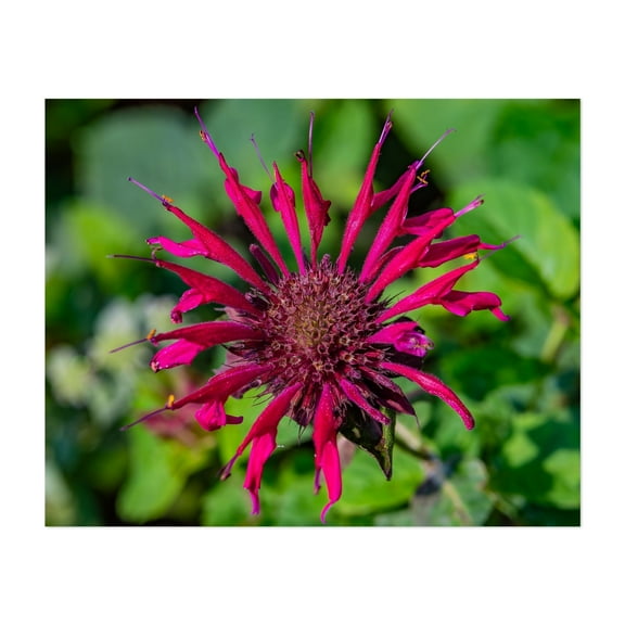 Bee Balm on a Summer Afternoon - York Pennsylvania Photography Floral Botanical Flowers Garden Nature Scenic Summer Unframed Wall Art Print 6 x 8 inches