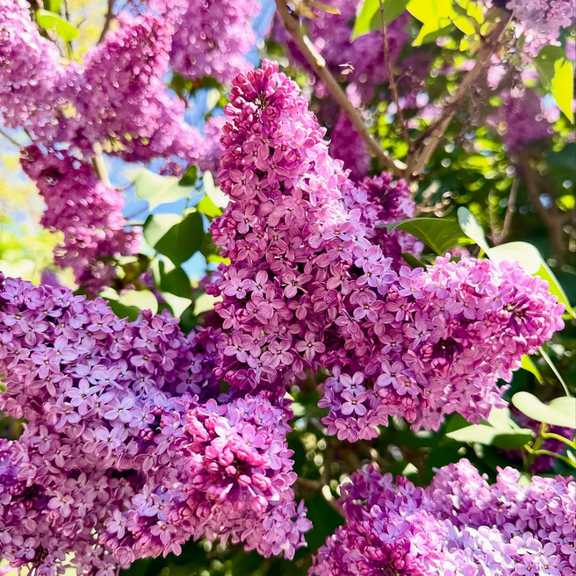 Common Lilac Live Plant, Common Lilac Dormant Shrubs, Purple Flower, 4-7 inches in Height, 4 icnh Pot for Growing