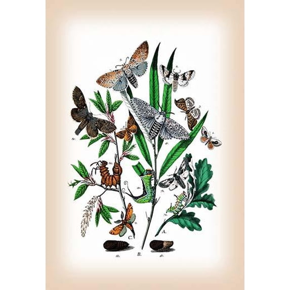 Moths: Cerura Vinula, C. Erminea, et al.-Fine Art Canvas Print (20" x 30")