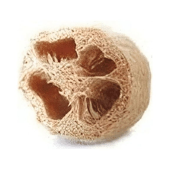 Gourd Sponge Luffa Great Heirloom Vegetable by Seed Kingdom Bulk 1/4 Lb Seeds