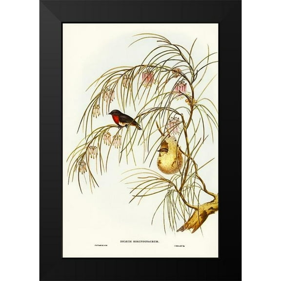 Gould, John 11x14 Black Modern Framed Museum Art Print Titled - Swallow Dicaeum-Dicaeum hirundinaceum
