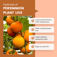 thumbnail image 3 of Live Persimmon Plants 8–10 inch Tall, Dormant Fuyu Persimmon Tree Live Plant for Outdoor Garden Planting, 3 of 6