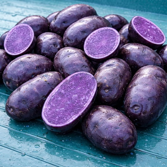 Purple Majesty Seed Potatos for Planting - Garden or Raised Bed Stock for Growing (5 Pounds)