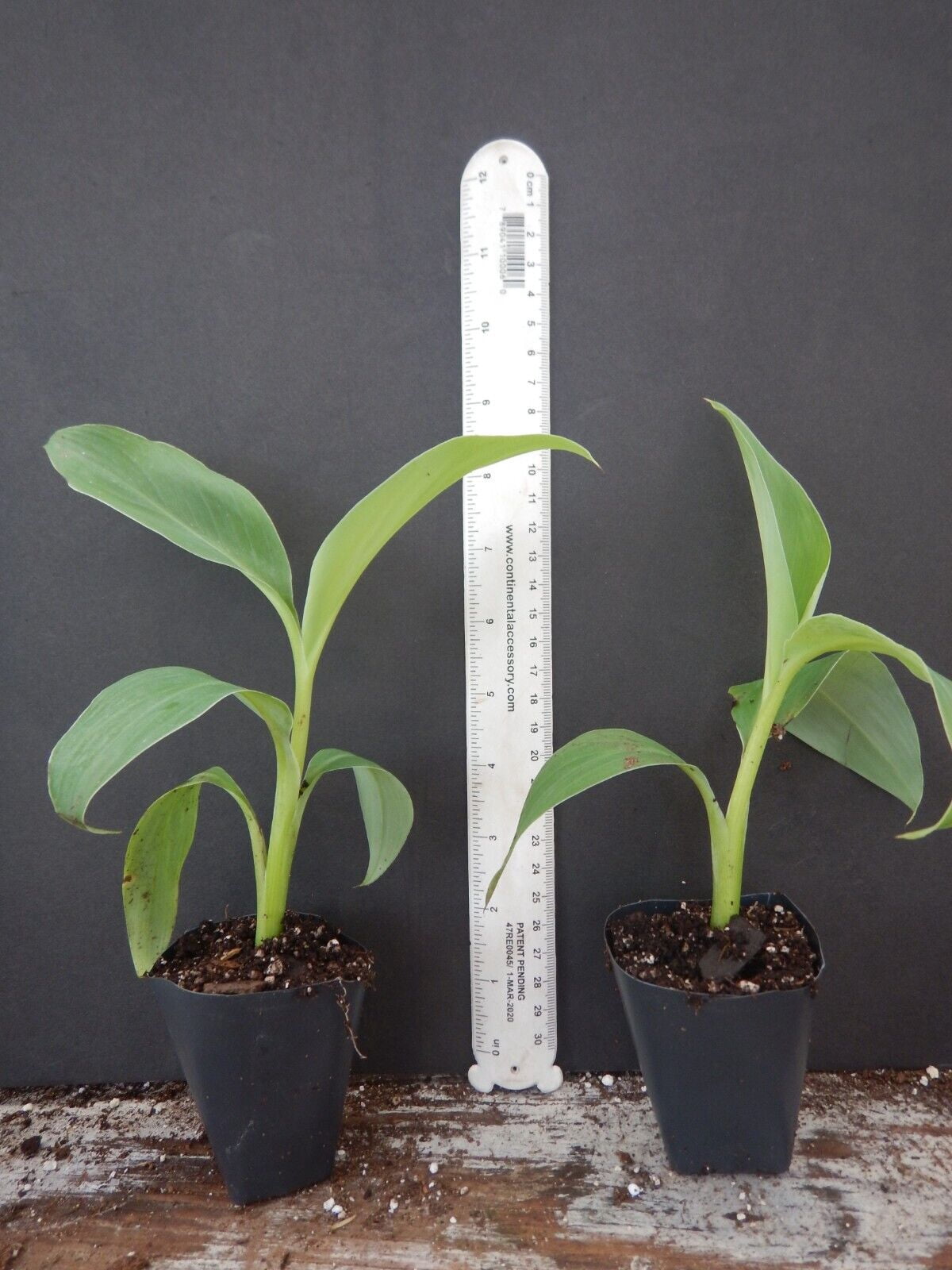 Stacon LLC Blue Java Banana Live Plants in None