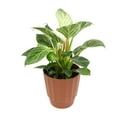 thumbnail image 5 of Element by Altman Plants 6in Philodendron Plant in H20 Self Watering Pot, 5 of 12
