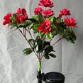 thumbnail image 1 of Xihbxyly Ofertas Diarias de Liquidación Lámpara de Flor de Azalea Artificial Linterna Solar de Flor Artificial, 1 of 2