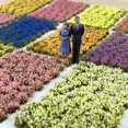 thumbnail image 4 of MYG 53Pcs Adhesive Static Grass Tufts Miniature Scenery Wildflowers Model scenery, 4 of 6