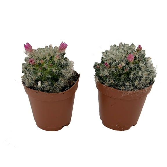 Powder Puff Pincushion Cactus - Mammillaria bacosana - 2 Pack in 2" Pots