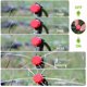 thumbnail image 1 of DIY sprinkler mister for the Greenhouse Garden. Adjustable Drip Irrigation Irrigation Drippers (Red,100 PCS), 1 of 2