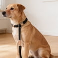 thumbnail image 4 of Slip Lead Dog Leash No Pull Heavy Duty Leash for Small Medium Large Dogs Strong Training Rope with Adjustable Stopper for Walking Hiking, 4 of 8
