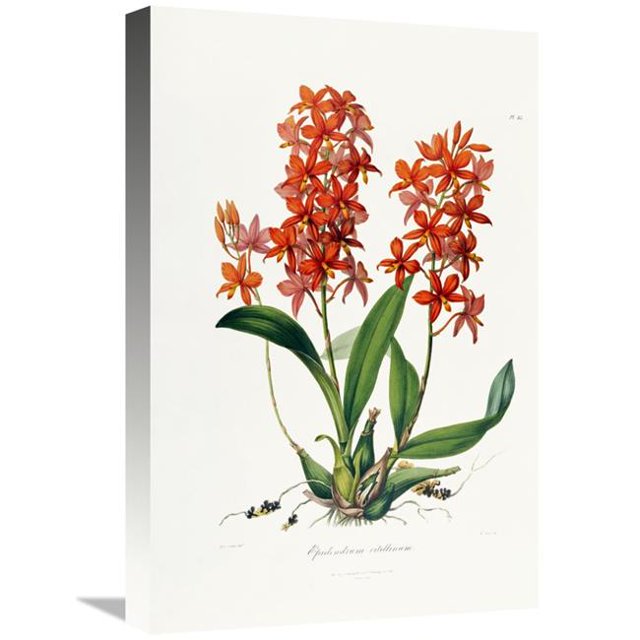 22 Po Étoile Orchidée Art Imprimé - John Lindley