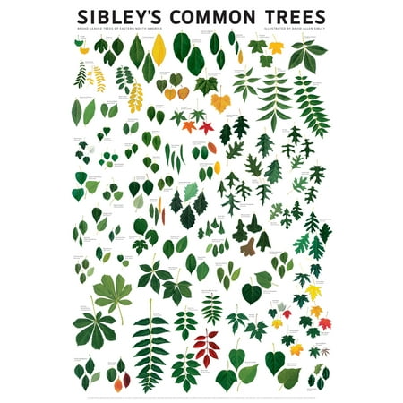 Sibley's Common Trees of Eastern North America (Best Tree Skiing In North America)