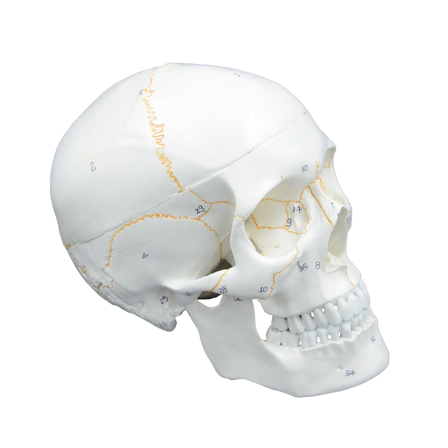 мягкие кости головы. череп модель. строение костей черепа анатомия. череп макет анатомический. мягкие кости головы.
