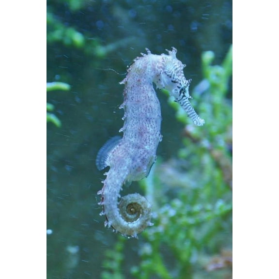 Seahorses : Notebook (Paperback)