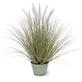 thumbnail image 2 of Boston International Dogtail Grass, 2 of 2