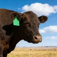 thumbnail image 1 of BotaniNest 1 Pack Green Blank Livestock Ear – No Text Ear With Metal Pins For Cattle Cows And Livestock Identification And Weather For Farm And Ranch, 1 of 6