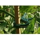 thumbnail image 3 of 60 piezas de pinzas para plantas trepadoras, pinzas para plantas, pinzas para tomates, 3 of 5