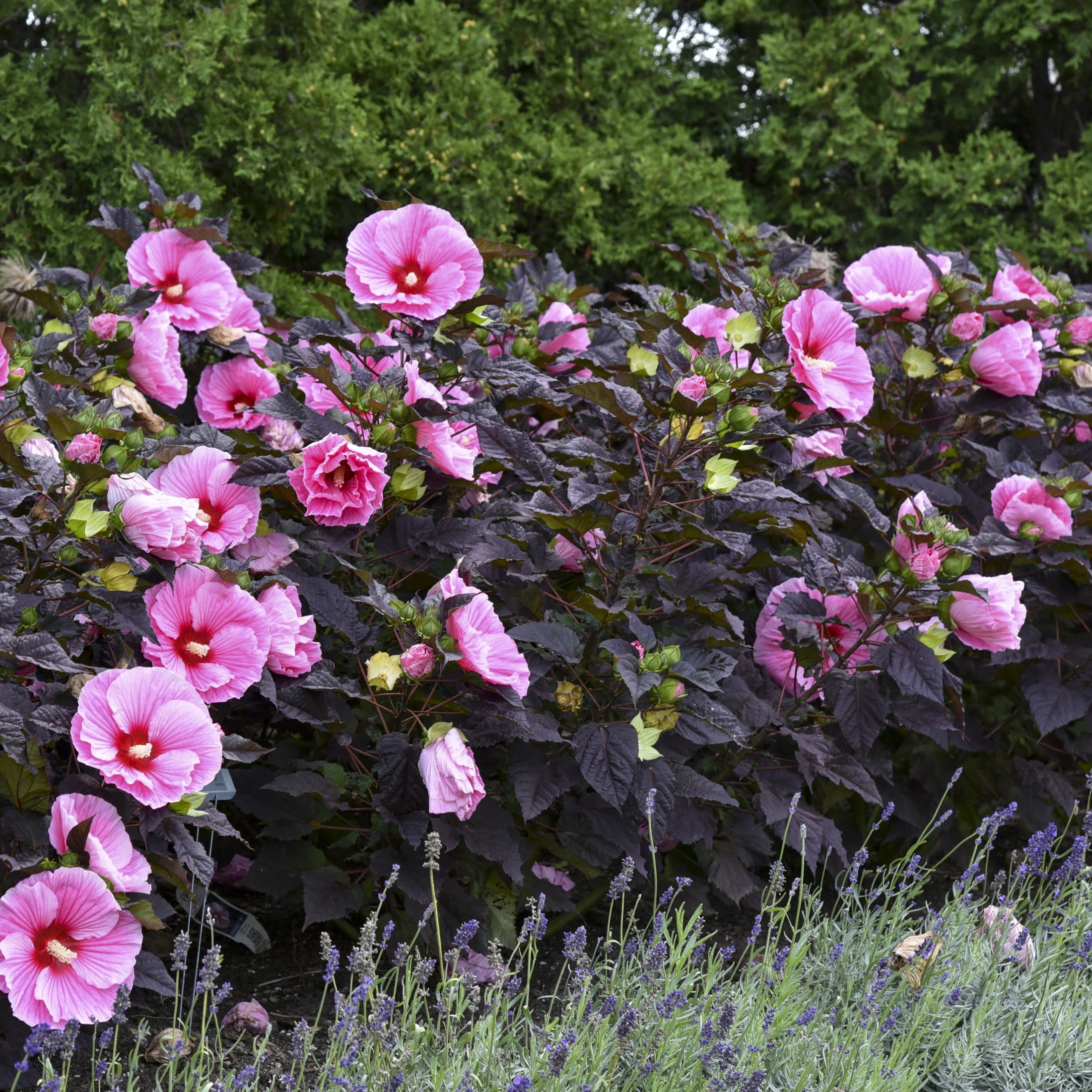 Proven Winners 18" Pink Summerific 'Edge of Night' Rose Mallow Live Plant in 8.88" Pot