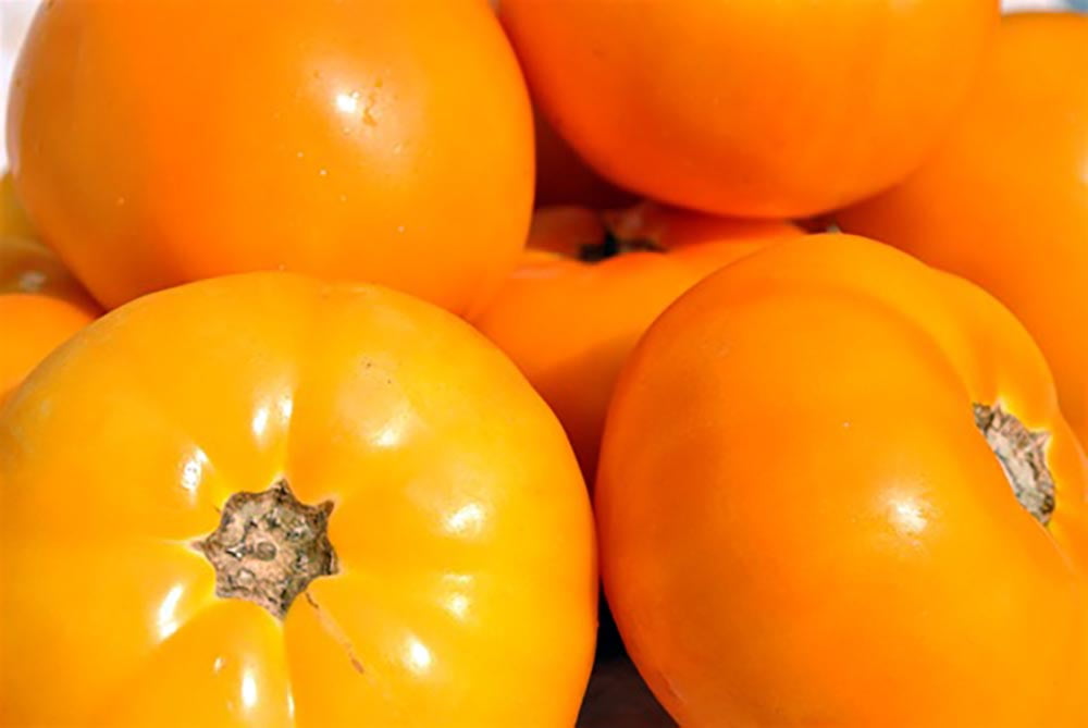 Carolina Gold Tomato Plant F1 Hybrid Slicing Tomato 2