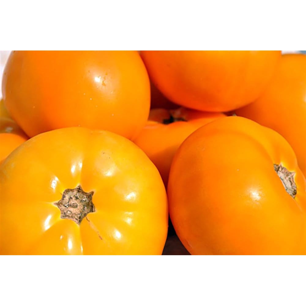 Carolina Gold Tomato Plant F1 Hybrid Slicing Tomato 2" x 3" Pot