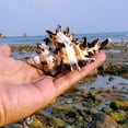 thumbnail image 3 of Natural Chicoreus Brunneus Snail Aquarium Decorations HOT Shell Specimen Z4H8, 3 of 9