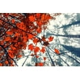 thumbnail image 2 of Vitomirov, Igor 18x13 White Modern Wood Framed Museum Art Print Titled - Red Autumn Leaves, 2 of 4