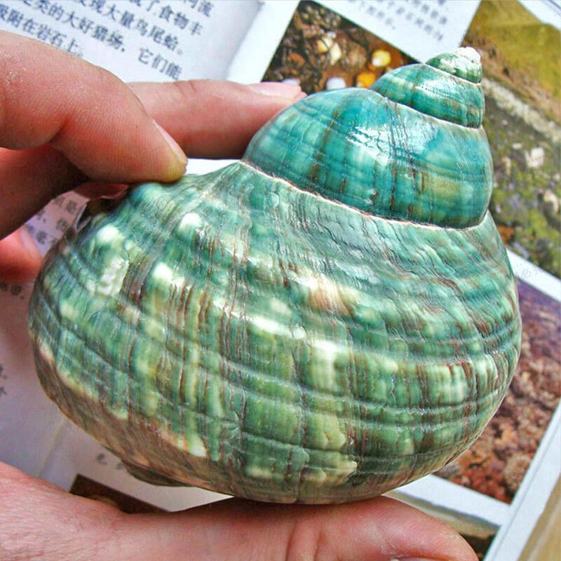 10CM Green Turbo Natural Rare Real Sea Shell Conch Stunning Healing Decor Ocean 