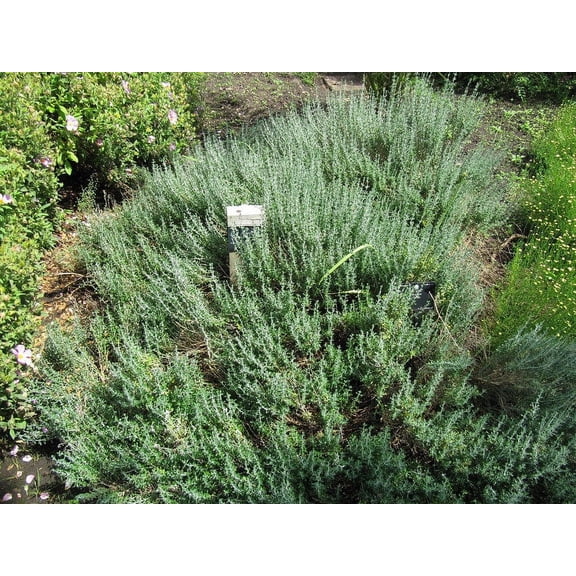 3 Arp Rosemary Plants in 3.5" Pots-Aromatic Culinary Herbs