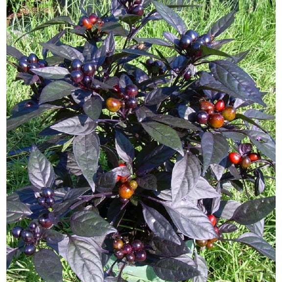 Black Pearl Hot Pepper Plant - Ornamental/Edible - Hottest Pearl Pepper- 4" Pot
