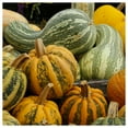 thumbnail image 5 of Everwilde Farms - 20 Organic Cushaw Green Striped Pumpkin Seeds - Gold Vault Jumbo Bulk Seed Packet, 5 of 5