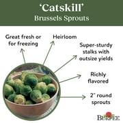 Burpee Catskill Brussels Sprouts Seeds - Heirloom Vegetable Gardening Seeds, 1-Pack