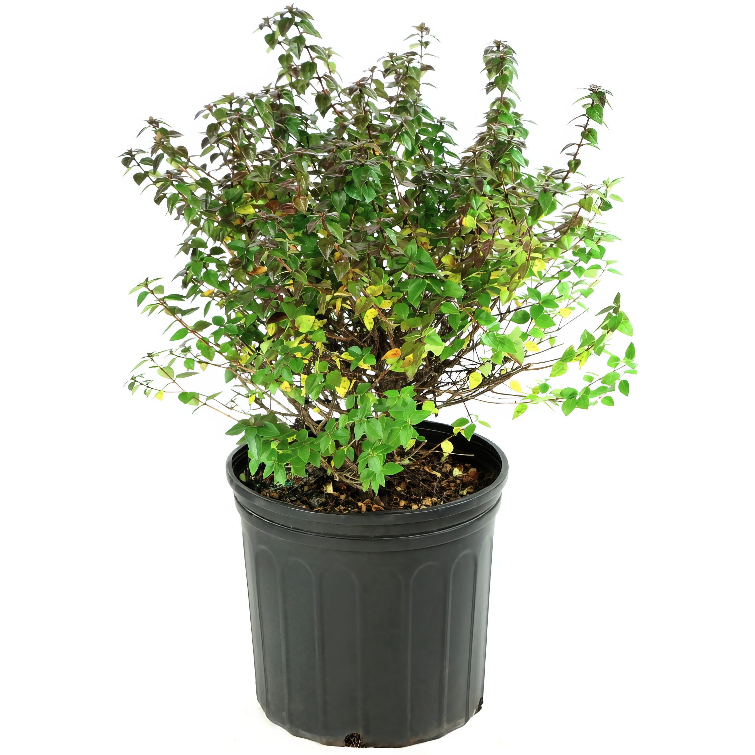 2.25 Gal. Abelia Rose Creek Flowering Shrub With White Blooms