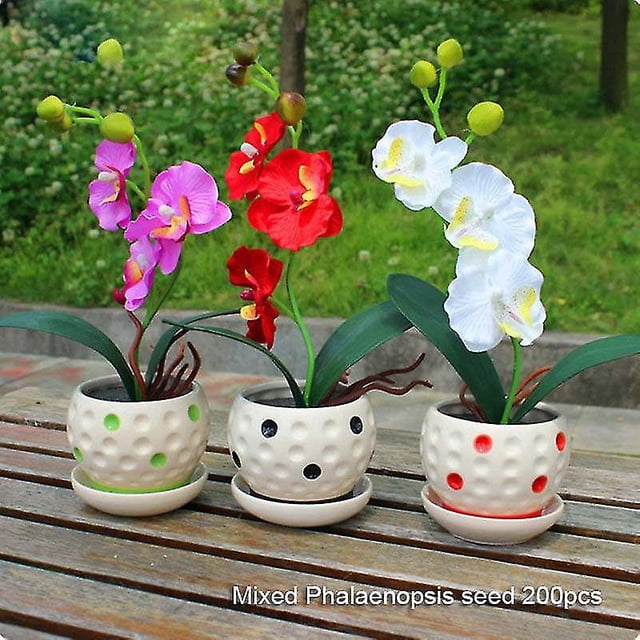 Juego de 200 uds. de semillas de orquídeas Phalaenopsis, 22 tipos de semillas de flores para balcón, plantas de bonsái en maceta para jardín kaili Sencillez