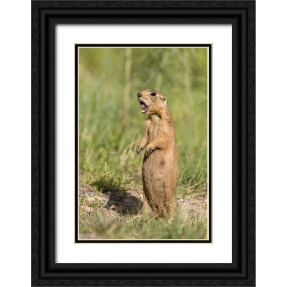Welling, Dave 23x32 Black Ornate Wood Framed with Double Matting Museum Art Print Titled - Utah, Bryce Canyon Utah prairie dog calling