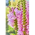 thumbnail image 3 of 50 PINK Showy OBEDIENT PLANT (False Dragon Head) Physostegia Virginiana Flower Seeds, 3 of 9