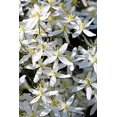 thumbnail image 3 of 20 SWEET AUTUMN CLEMATIS Paniculata Fragrant White Flower Vine Seeds, 3 of 8